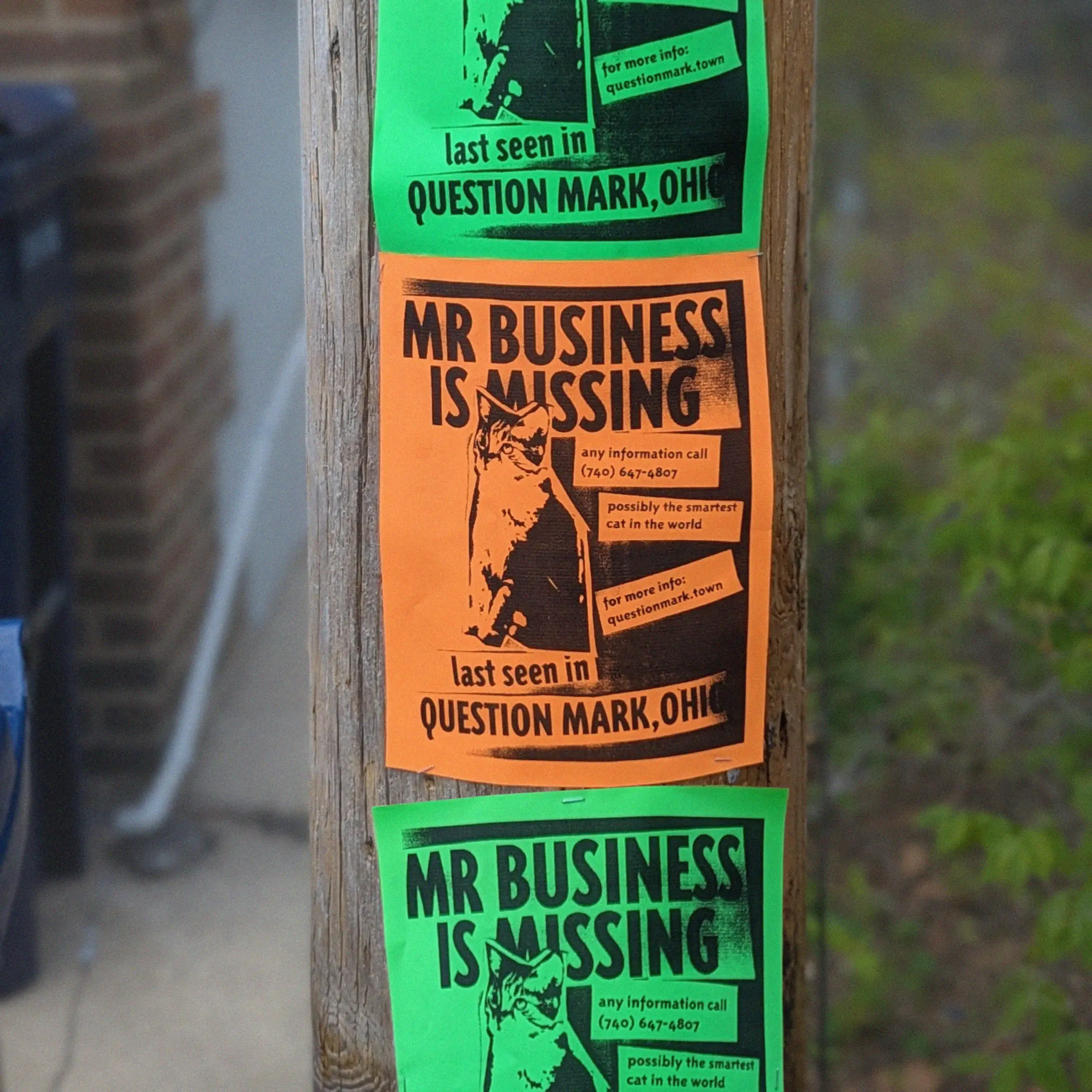 a photograph of three flyers stapled to a telephone poll. The flyers are bright orange and green and read MR BUSINESS IS MISSING with a poorly photocopied picture of a cat. Then they say 'any information call (740) 647-4807' and 'possibly the smartest cat in the world' and 'for more info questionmark.town' and finally LAST SEEN IN QUESTION MARK OHIO.